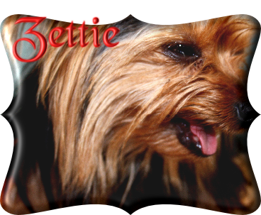 Zettie