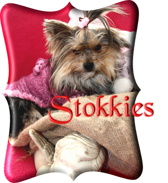 Stokkies