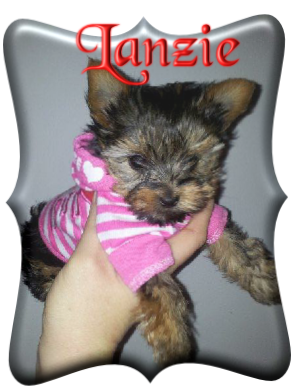 Lanzie